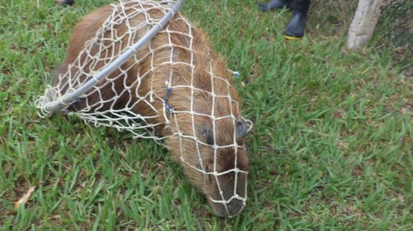 Puça para captura de animais  com rede reforçada